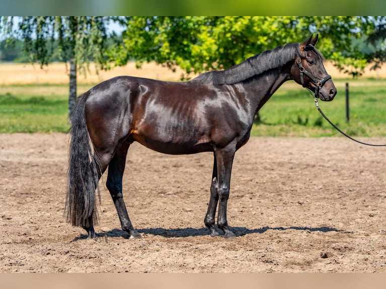 Oldenburg Gelding 5 years 17 hh Smoky-Black in Dallgow-D&#xF6;beritz