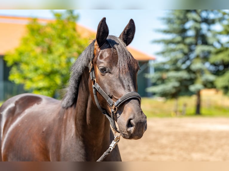 Oldenburg Gelding 5 years 17 hh Smoky-Black in Dallgow-D&#xF6;beritz