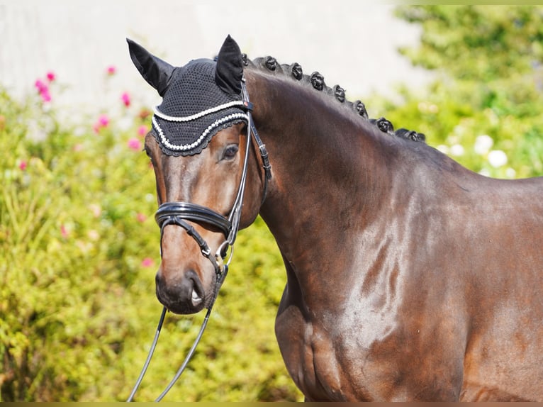 Oldenburg Gelding 5 years 17,1 hh Bay-Dark in Hohenfelde