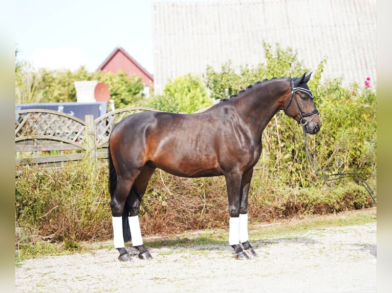 Oldenburg Gelding 5 years 17,1 hh Bay-Dark in Hohenfelde
