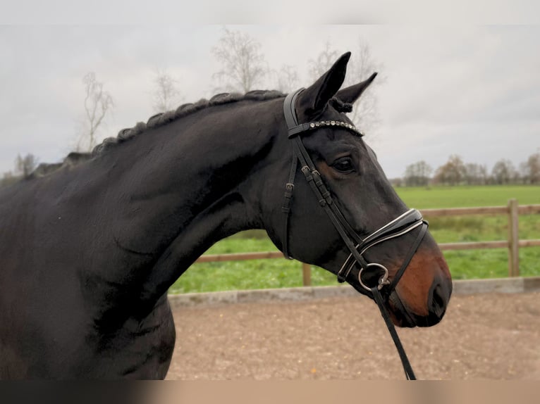 Oldenburg Gelding 5 years 17,1 hh Bay-Dark in Menslage