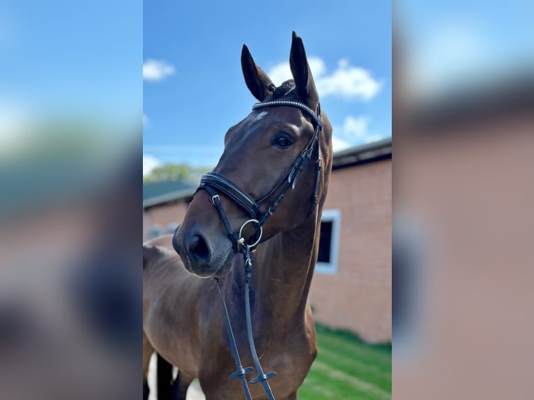 Oldenburg Gelding 5 years 17,1 hh Bay-Dark in Tangstedt
