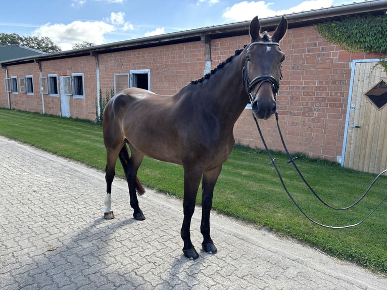 Oldenburg Gelding 5 years 17,1 hh Bay-Dark in Tangstedt