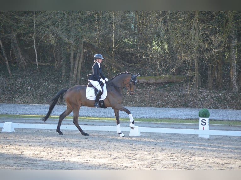 Oldenburg Gelding 5 years 17,1 hh Bay-Dark in Siegen