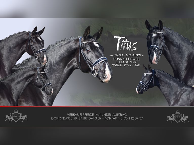 Oldenburg Gelding 5 years 17,1 hh Black in Dätgen