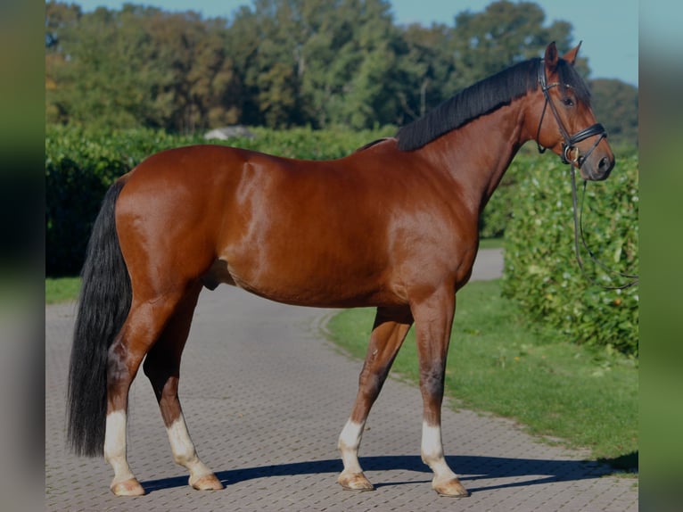 Oldenburg Gelding 5 years 17,1 hh Brown in Warendorf