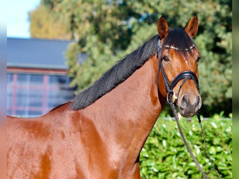 Oldenburg Gelding 5 years 17,1 hh Brown in Warendorf
