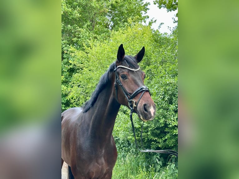 Oldenburg Gelding 5 years 17,2 hh Bay-Dark in L&#xFC;nne