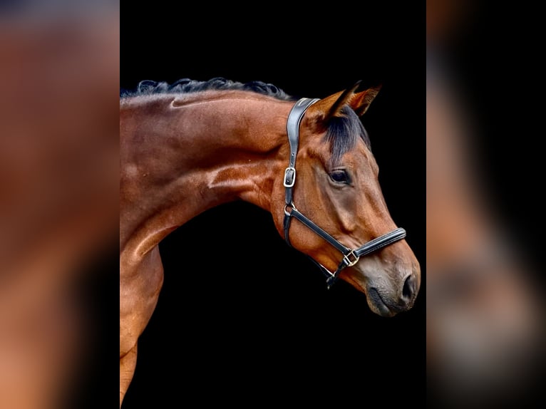 Oldenburg Gelding 5 years 18 hh in Wald-Michelbach