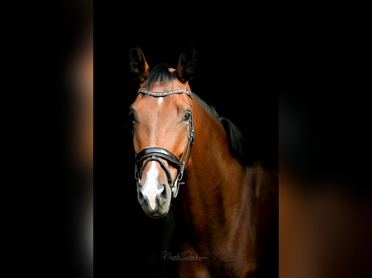 Oldenburg Gelding 5 years 18,1 hh Brown in Georgsmarienhütte