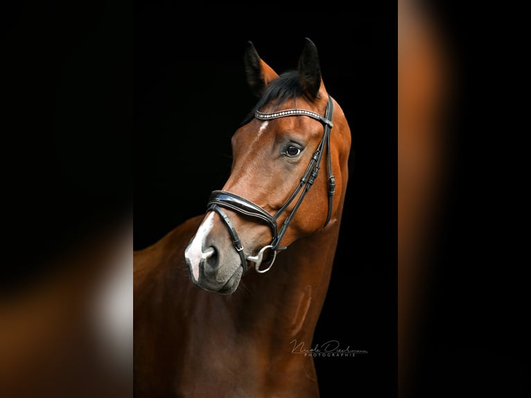 Oldenburg Gelding 5 years 18,1 hh Brown in Georgsmarienhütte