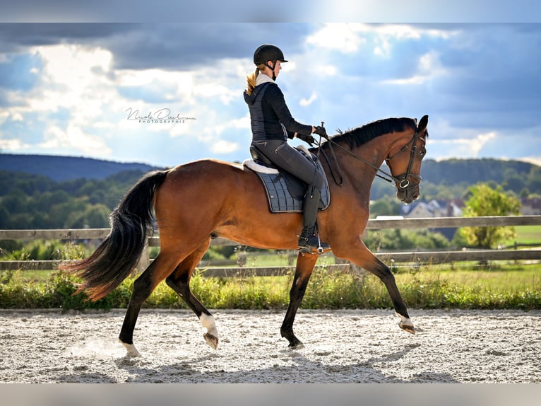 Oldenburg Gelding 5 years 18,1 hh Brown in Georgsmarienhütte