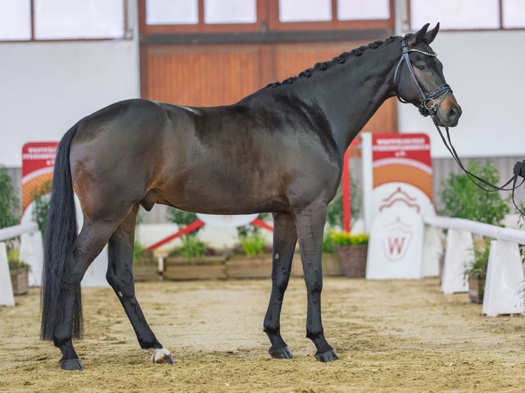 Oldenburg Gelding 5 years Bay-Dark in Münster-Handorf