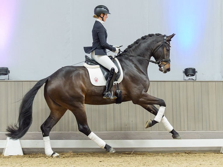 Oldenburg Gelding 5 years Bay-Dark in Münster-Handorf