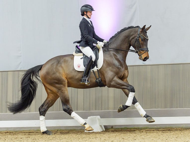 Oldenburg Gelding 5 years Bay-Dark in Münster-Handorf