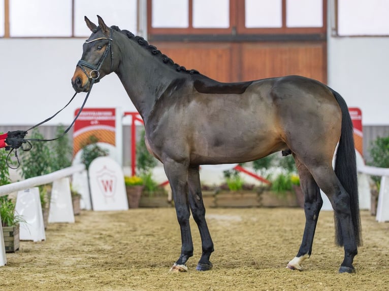 Oldenburg Gelding 5 years Bay-Dark in Münster-Handorf