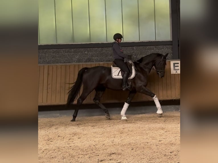 Oldenburg Gelding 5 years Black in Güglingen
