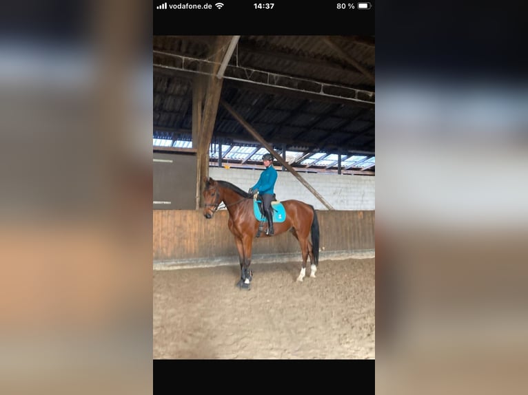 Oldenburg Gelding 5 years Brown in Großenkneten