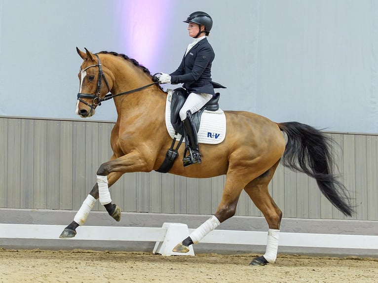 Oldenburg Gelding 5 years Brown in Münster-Handorf