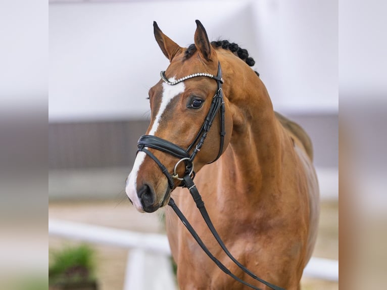 Oldenburg Gelding 5 years Brown in Münster-Handorf