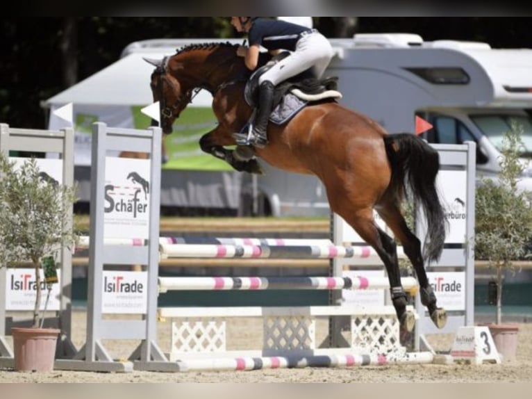 Oldenburg Gelding 5 years Brown in W&#xE4;chtersbach
