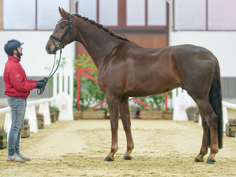 Oldenburg Gelding 5 years Chestnut in Münster-Handorf