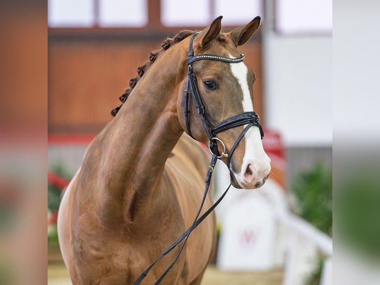 Oldenburg Gelding 5 years Chestnut in Münster-Handorf