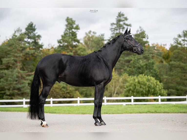 Oldenburg Gelding 5 years Smoky-Black in Barłomino