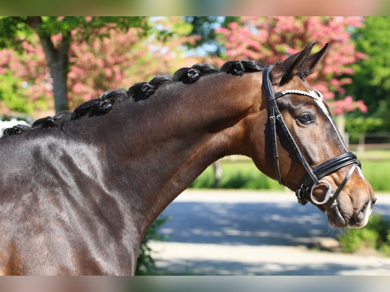 Oldenburg Gelding 5 years Smoky-Black in Meinersen