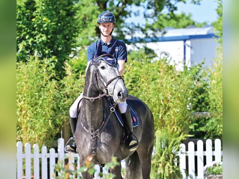 Oldenburg Gelding 5 years White in Vechta
