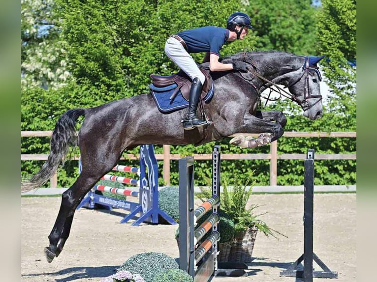 Oldenburg Gelding 5 years White in Vechta
