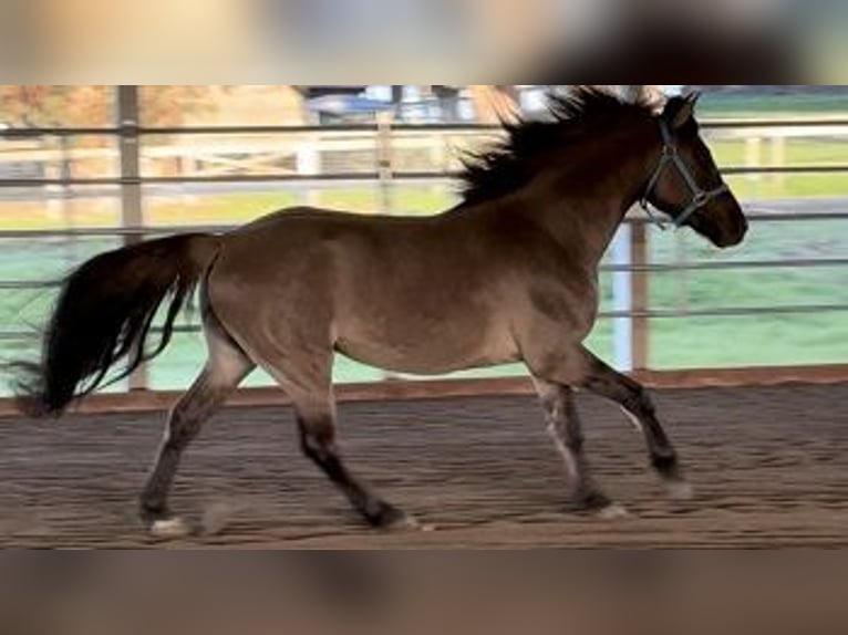 Oldenburg Gelding 6 years 14,2 hh Grullo in Petaluma, California