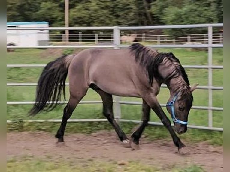 Oldenburg Gelding 6 years 14,2 hh Grullo in Petaluma, California