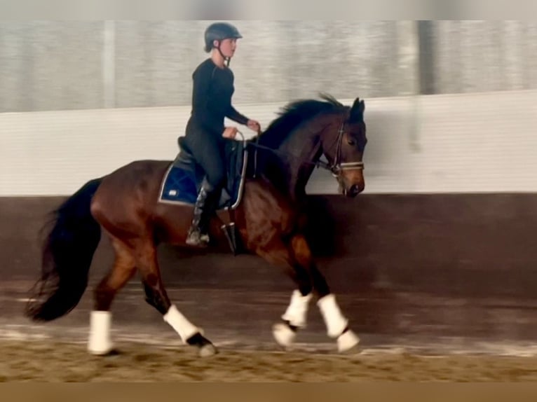 Oldenburg Gelding 6 years 15.2 hh Brown in Mansuè