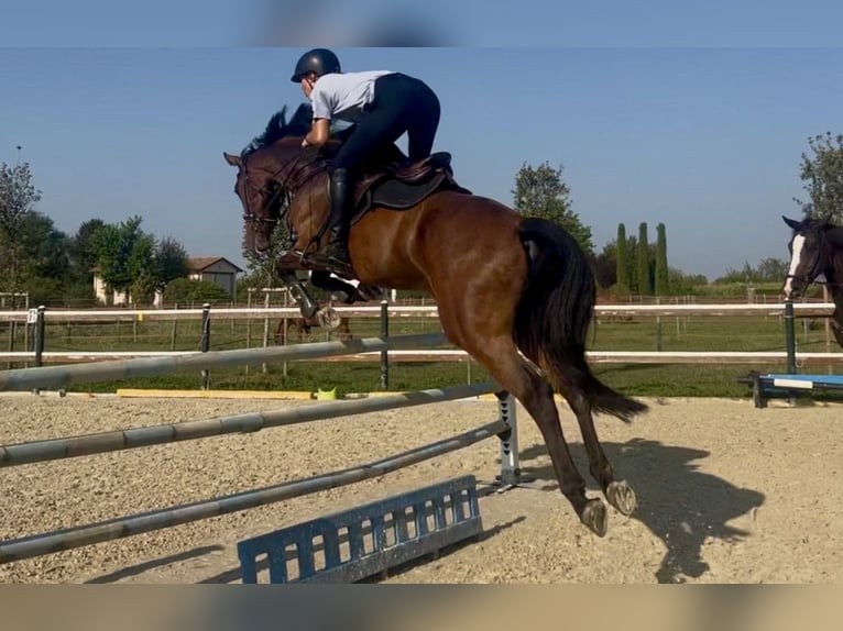 Oldenburg Gelding 6 years 15.3 hh Brown in Mansuè