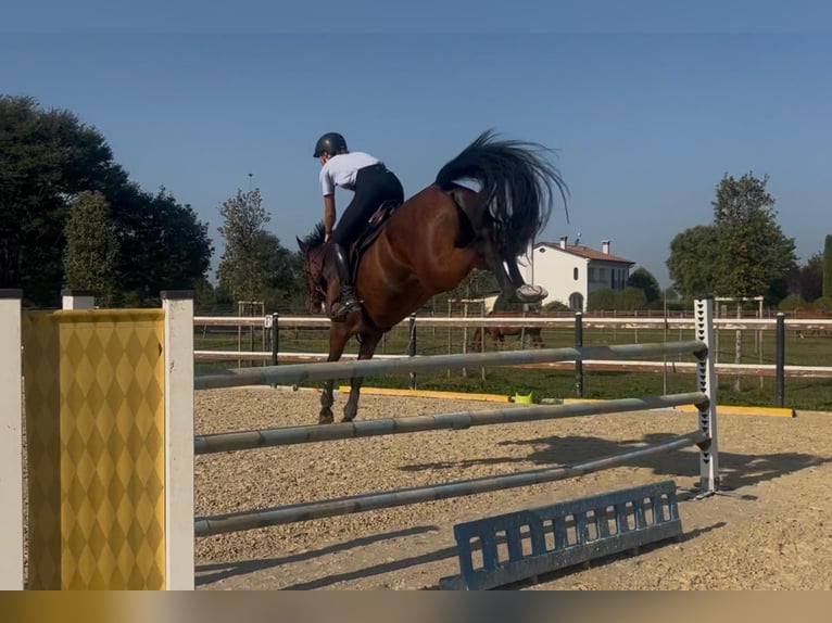 Oldenburg Gelding 6 years 15.3 hh Brown in Mansuè