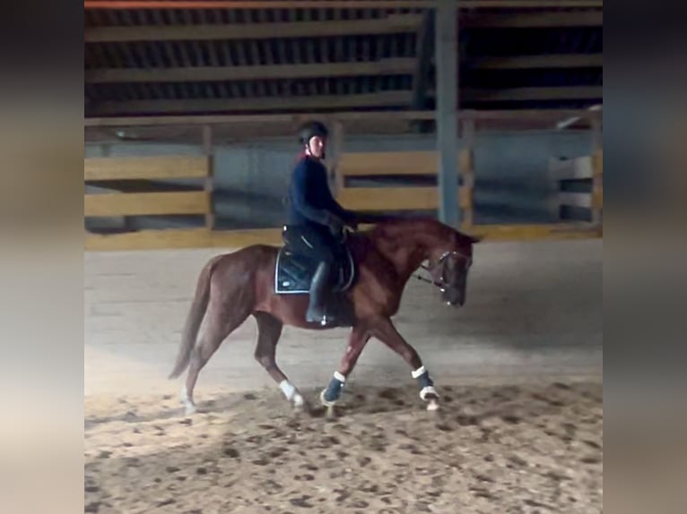 Oldenburg Gelding 6 years 15,3 hh Chestnut-Red in Pelmberg