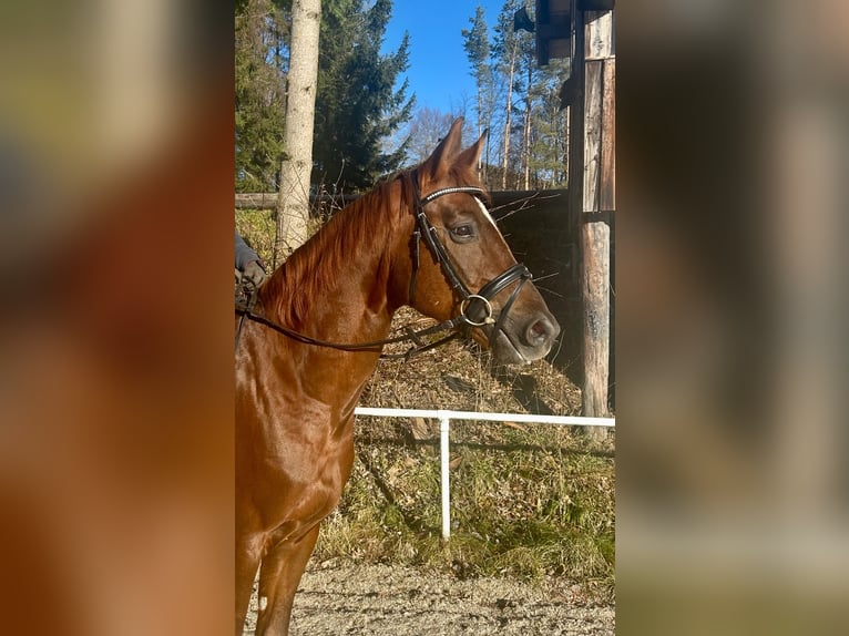 Oldenburg Gelding 6 years 15,3 hh Chestnut-Red in Pelmberg