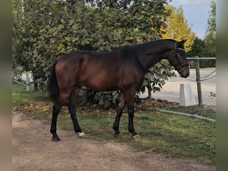 Oldenburg Gelding 6 years 16.1 hh Bay-Dark in Breda di Piave