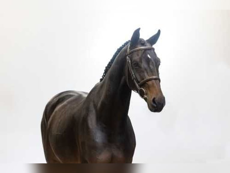 Oldenburg Gelding 6 years 16,1 hh Bay-Dark in Waddinxveen