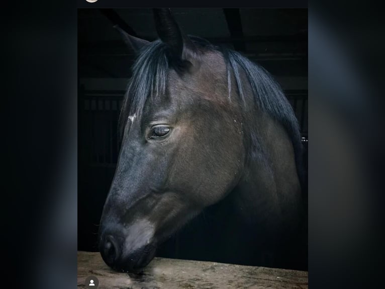 Oldenburg Gelding 6 years 16,1 hh Black in Altenstadt