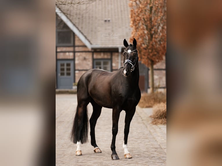 Oldenburg Gelding 6 years 16.1 hh Black in Grevenbroich