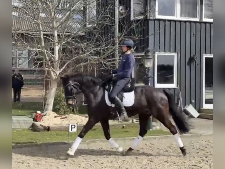 Oldenburg Gelding 6 years 16.1 hh Black in Norderstedt