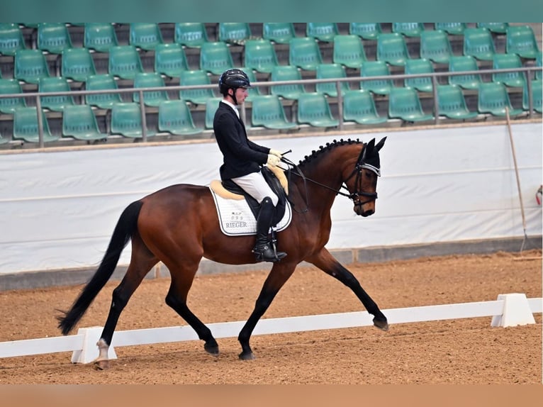 Oldenburg, Gelding, 6 years, 16.1 hh, Brown