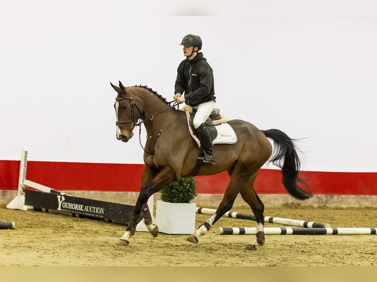 Oldenburg Gelding 6 years 16,1 hh Brown in Waddinxveen