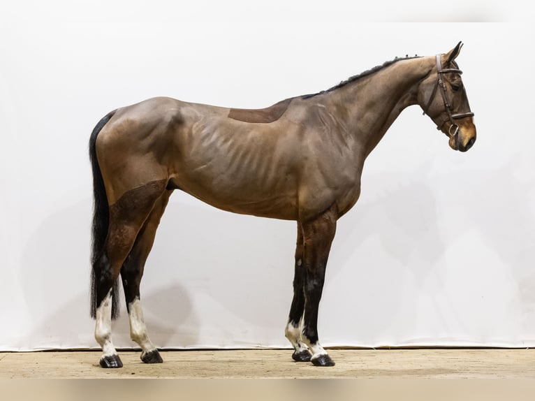 Oldenburg Gelding 6 years 16,1 hh Brown in Waddinxveen