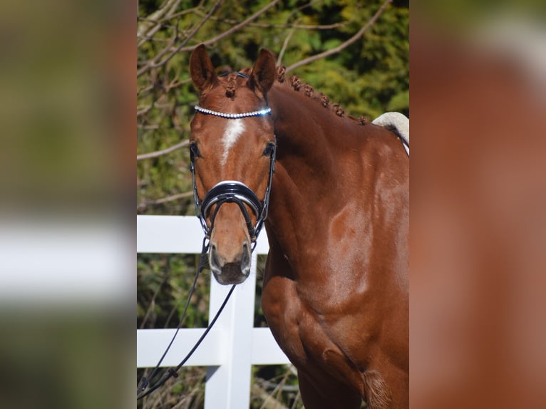 Oldenburg Gelding 6 years 16.1 hh Chestnut-Red in Dätgen