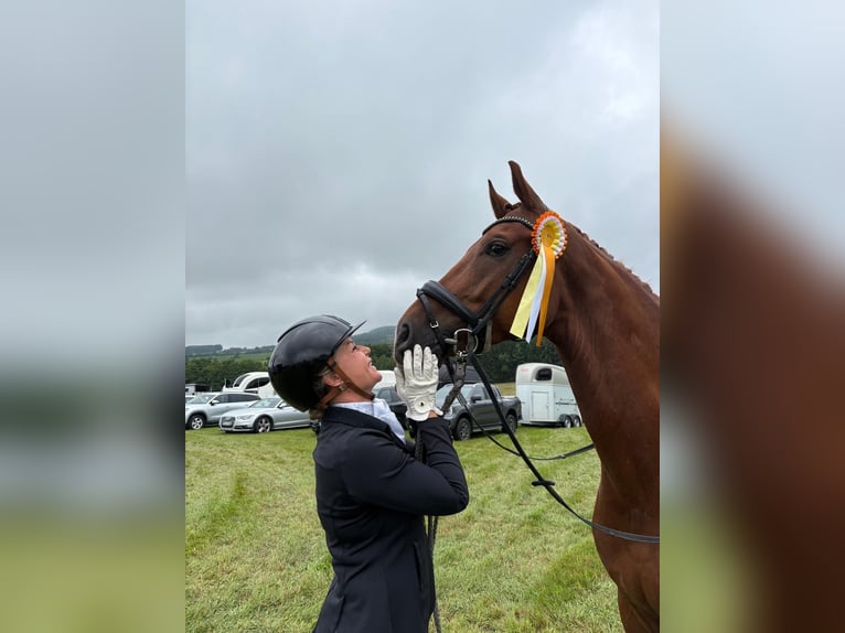 Oldenburg Gelding 6 years 16.1 hh Chestnut-Red in Wehringen