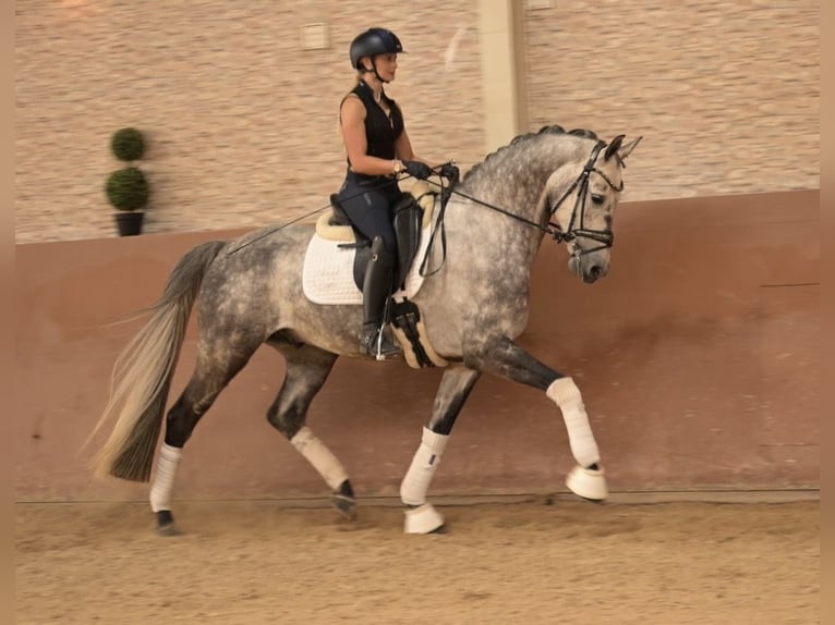 Oldenburg Gelding 6 years 16.1 hh Grey in Wehringen
