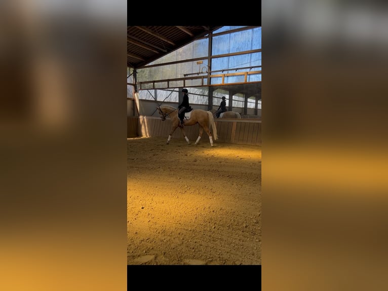 Oldenburg Gelding 6 years 16.1 hh Palomino in Siegen